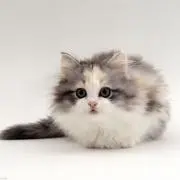 タオ ミー