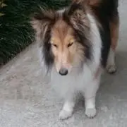 つくしの画像