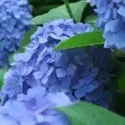 あじさい★プロフィールご一読下さい★の画像