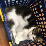 Taka