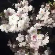 にこるんの画像