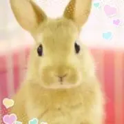 うさこ