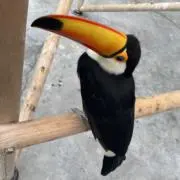 おかめいんこの画像