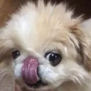 ギャロ　まとめ割OKの画像