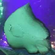 おんたまの画像