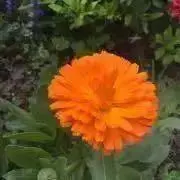 金盞花の画像
