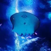 金魚印の画像
