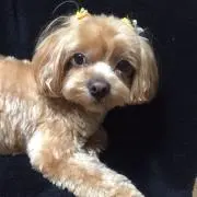 はるちゃん