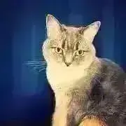 猫とDIYのよろずやの画像