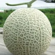 めろんの画像