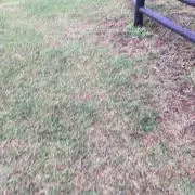 しずえの画像