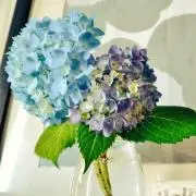 まめ