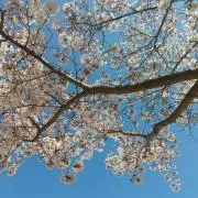 kinako☆の画像