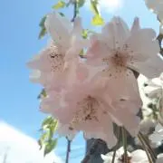 シナの画像