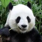 leitonの画像