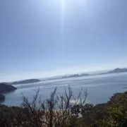 タケの画像
