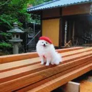 Dansharinの画像