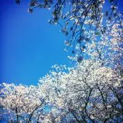 t_sakiの画像