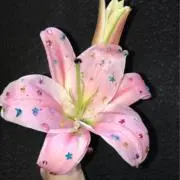 ぬこの画像