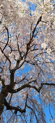 こざる♪いいね！ありがとうございます♪の画像