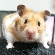 ハム子