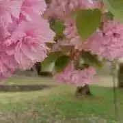るーの画像