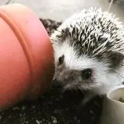すみれの画像