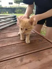 りょー