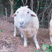 のん ※プロフィール確認お願いしますの画像