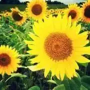 himawari【プロフ必読】の画像