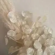 zimaの画像