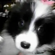 ネムシエ