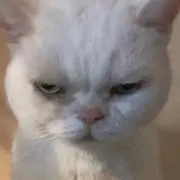 ✧︎の画像