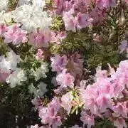 mizuiroの画像