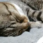さゆ