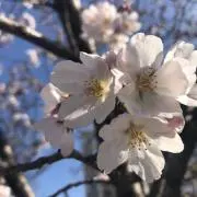 メル