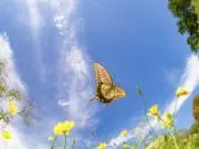 メリッサの画像