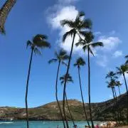 モモの画像