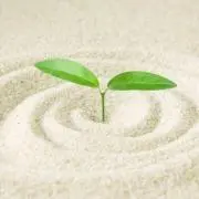 kamo