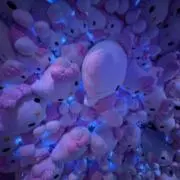 胡桃の画像