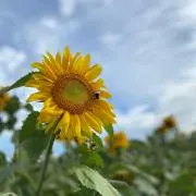マルの画像