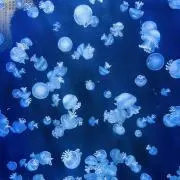 すいみーの画像
