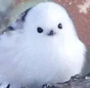 たてちなの画像