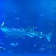 プロフ読んで下さい。うさぎの画像