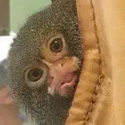 【この春こそは断捨離します】あんこだまの画像
