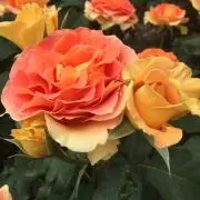 ☆KIK☆の画像