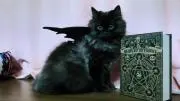 noire-pantherの画像