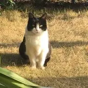 つーんの画像