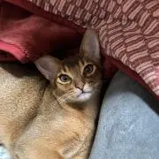 ニャンちゅう(無言購入はおやめ下さい)の画像