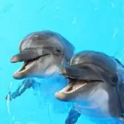 nkの画像